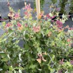 Lonicera x heckrottii - Dettaglio - Vivai Frappetta