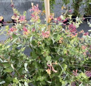 Lonicera x heckrottii - Dettaglio - Vivai Frappetta