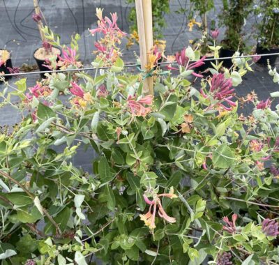 Lonicera x heckrottii - Dettaglio - Vivai Frappetta