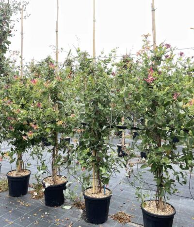 Lonicera x heckrottii - Vivai Frappetta