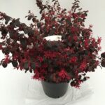 Pianta di Loropetalum chinense Black Pearl