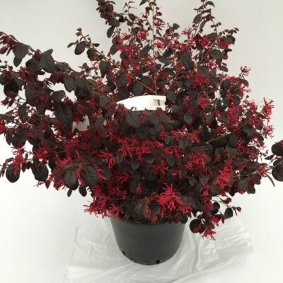 Pianta di Loropetalum chinense Black Pearl