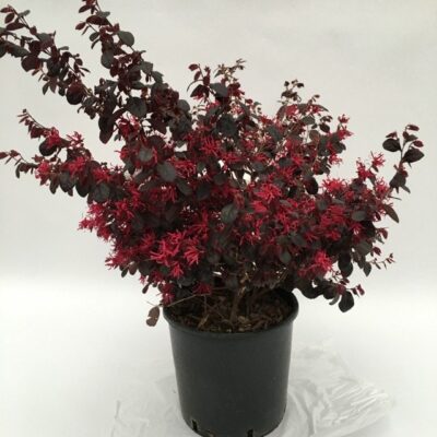 Primo piano della pianta di Loropetalum chinense Black Pearl