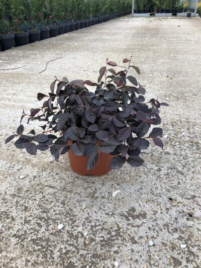 Loropetalum chinense 'Fede' - vaso 3l