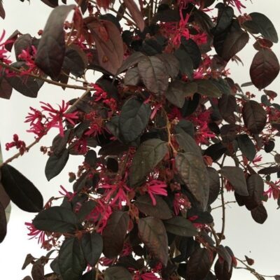 Particolare delle foglie di Loropetalum chinense Fire Dance