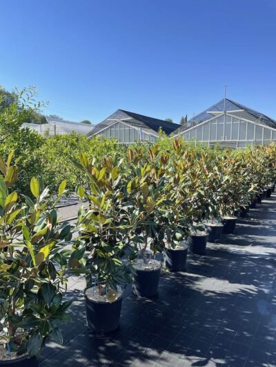 Magnolia Forma Libera 175-200 Vivai Frappetta