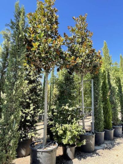 Magnolia grandiflora 'Gallisoniensis'