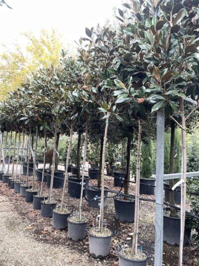 Magnolia grandiflora 'Gallisoniensis' AF CT10-12 VIvai Frappetta