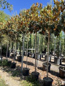 Magnolia grandiflora 'Gallisoniensis' AF CT8-10