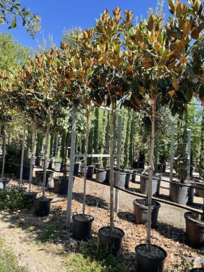 Magnolia grandiflora 'Gallisoniensis' AF CT8-10