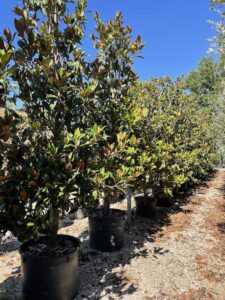 Magnolia grandiflora 'Gallisoniensis' Forma Libera