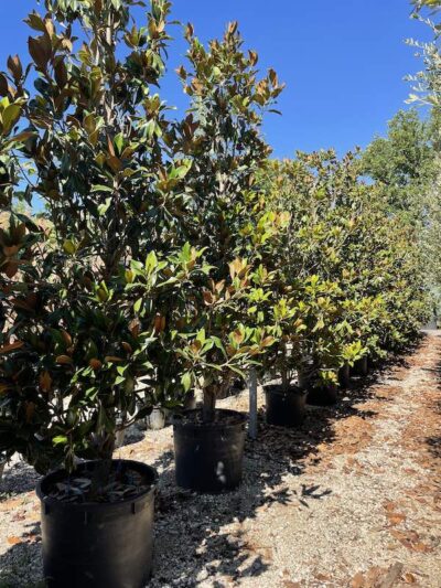 Magnolia grandiflora 'Gallisoniensis' Forma Libera