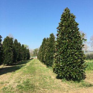 piante di magnolia grandiflora gallisoniensis coltivate nei vivai frappetta