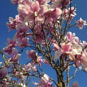 Magnolia x soulangeana in fiore, fotografata a fine febbraio presso i Vivai Frappetta