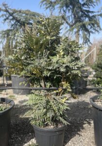 Mahonia x media 'Charity' Vivai Frappetta