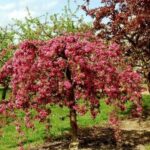 Primo piano di Malus floribunda pendula melo da fiore piangente