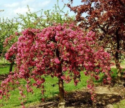 Primo piano di Malus floribunda pendula melo da fiore piangente