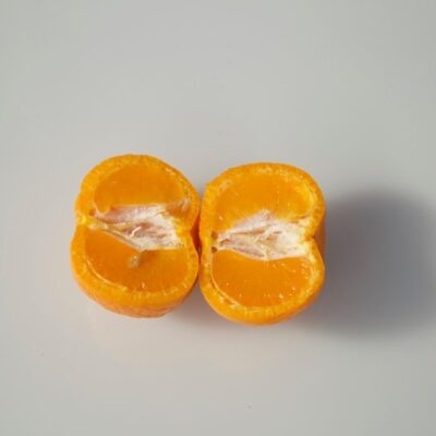MANDARINO AVANA APIRENE - Citrus reticulata