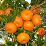 Frutti di Mandarino Tangerino