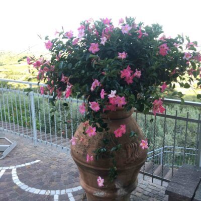 Mandevilla di 2 anni. In inverno è stata messa in ambiente luminoso a 15 °C di T minima