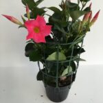 piantina di mandevilla rio pink