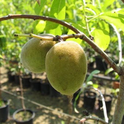 frutti di mandorlo s. caterina