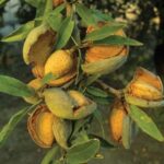 frutti di mandorlo ferragnes