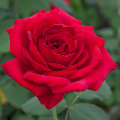 ROSA JUBILE' PAPA MEILLAND