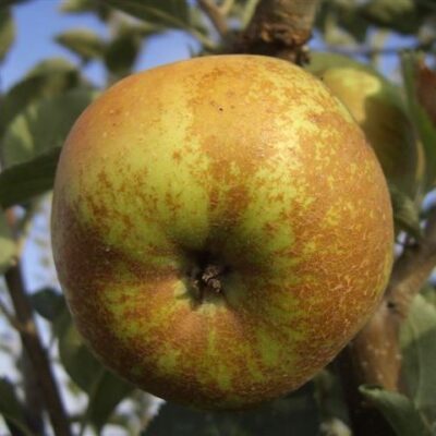 frutto di mela renetta del canada