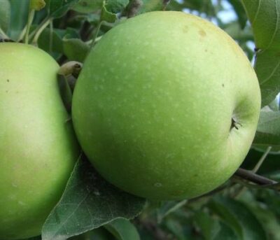 frutto di melo granny smith