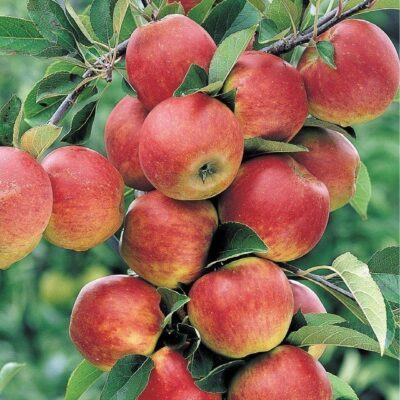 frutti di melo stark delicious