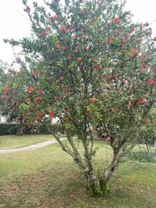 Melograno da Fiore in zona litorale laziale