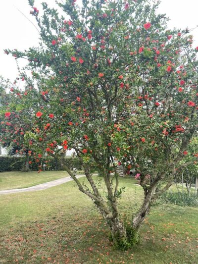 Melograno da Fiore in zona litorale laziale