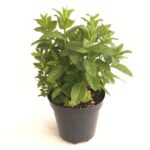 vasetto di menta piperita