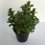 Piantina di Menta romana