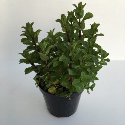 Piantina di Menta romana