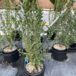 Mirto Comune (Mortella)