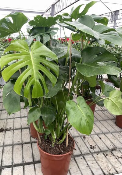 Monstera deliciosa Vaso 21