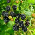 frutti di mora rubus burbank