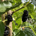 Morus nigra - MORO, GELSO NERO Frutto