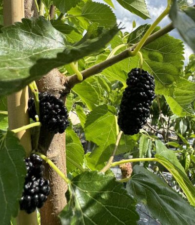 Morus nigra - MORO, GELSO NERO Frutto