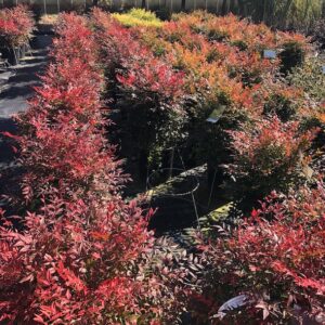 N.domestica Vivai Frappetta