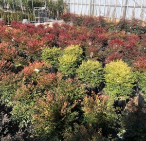 N.domestica mista Vivai Frappetta