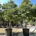 NOCE COMUNE EUROPEA - Juglans regia