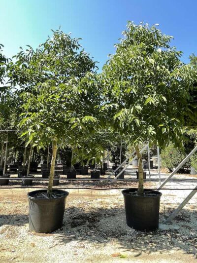 NOCE COMUNE EUROPEA - Juglans regia