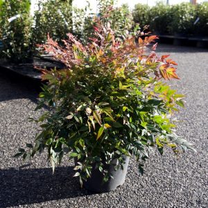 Nandina domestica 'Gulf Stream'