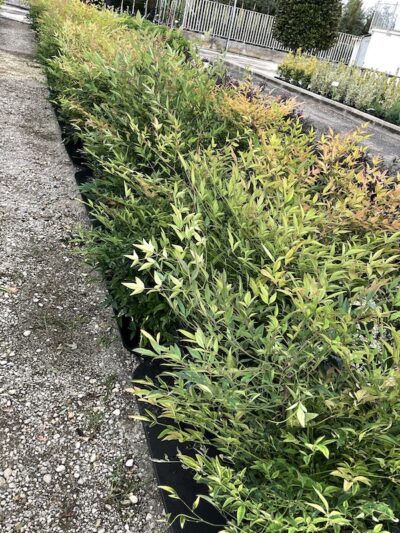 Nandina domestica CL9
