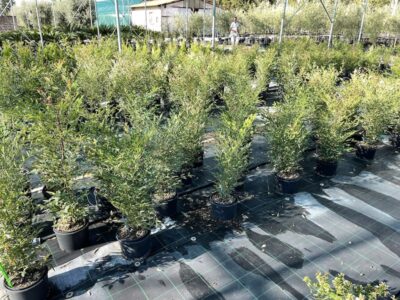 Nandina domestica CL3