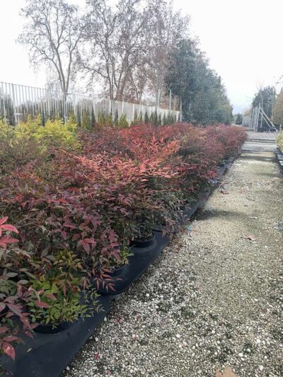 Nandina domestica CL9