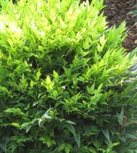 Nandina domestica 'Lemon Lime'